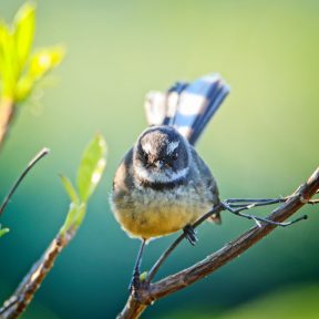 CzrArt Bird Photography with Tamron SP 150-600mm