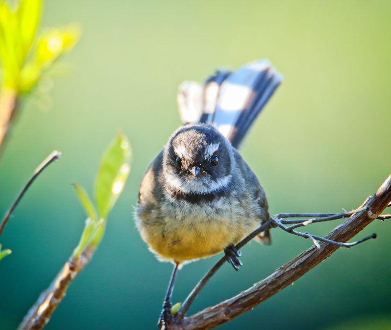 Bird Photography with Tamron SP 150-600mm