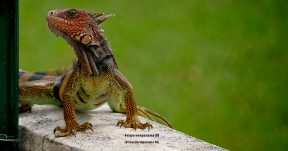 CzrArt - Viajero En Panama