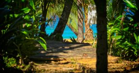 CzrArt - Viajero En Bocas del Toro