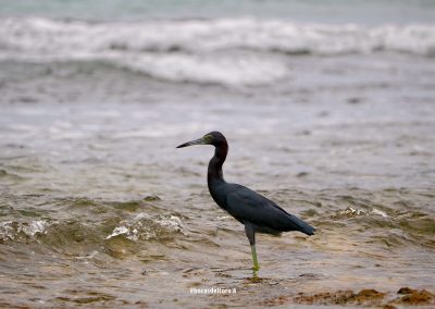 CzrArt - Viajero En Bocas del Toro