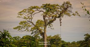 CzrArt - Viajero En Panama