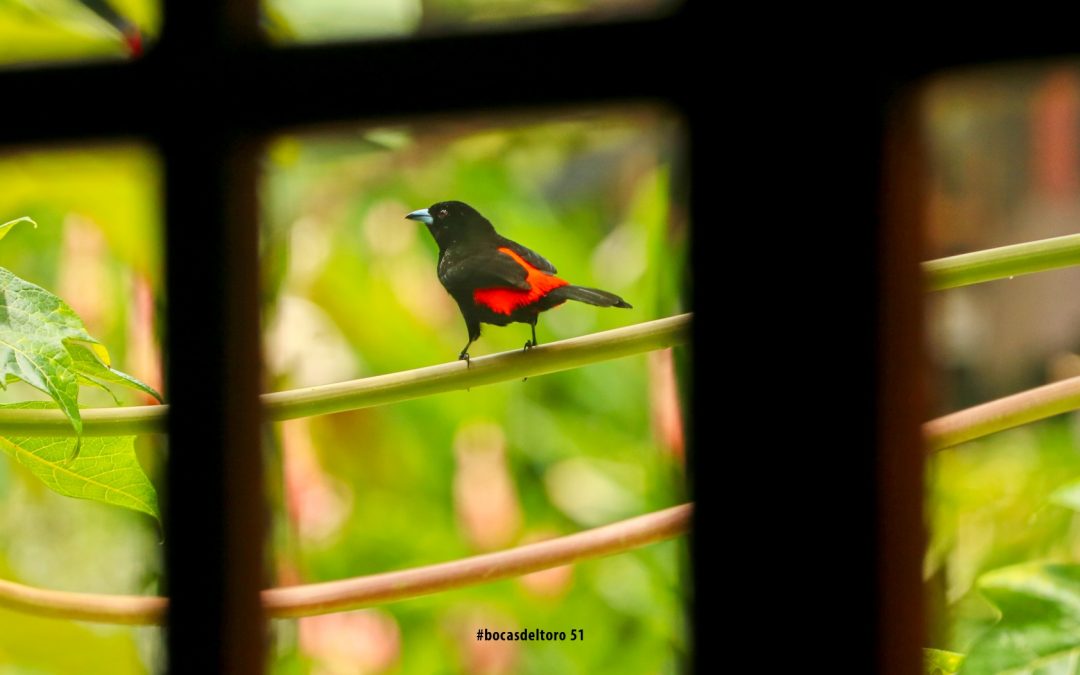 Viajero (Traveller) En Bocas Del Toro Photo Journal