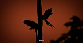 CzrArt - Viajero En Pavones