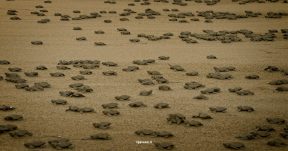 CzrArt - Viajero En Pavones